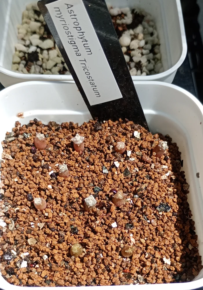 三角ランポー玉